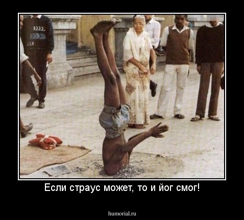 Если страус может, то и йог смог!