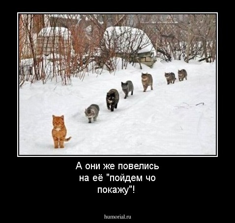А они же повелись на её "пойдем чо покажу"!