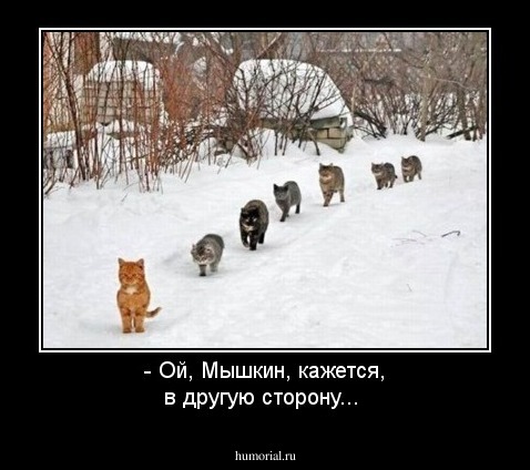 - Ой, Мышкин, кажется, в другую сторону...