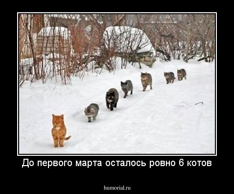 До первого марта осталось ровно 6 котов