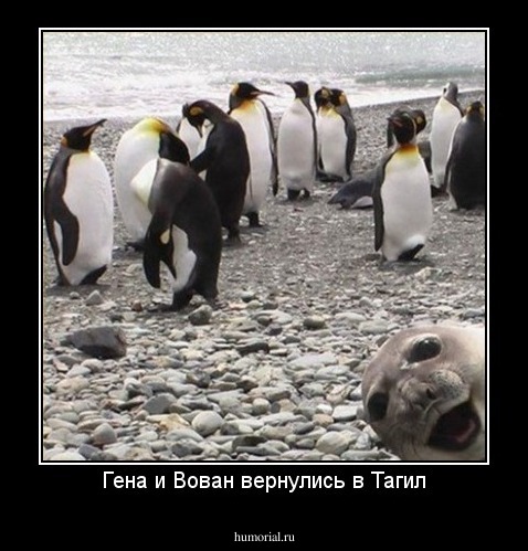 Гена и Вован вернулись в Тагил