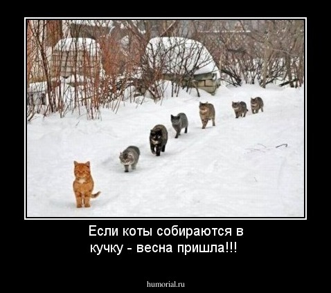  Если коты собираются в кучку - весна пришла!!!