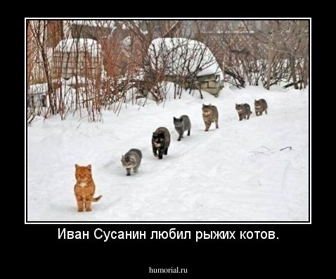Иван Сусанин любил рыжих котов.