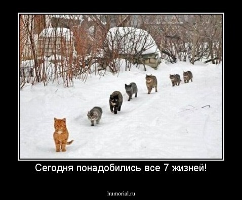 Сегодня понадобились все 7 жизней!