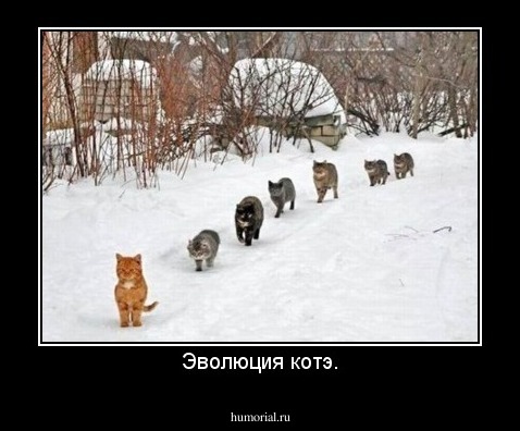 Эволюция котэ.