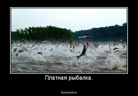 Платная рыбалка.