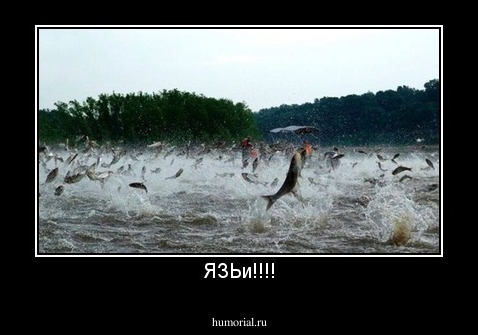 ЯЗЬи!!!!