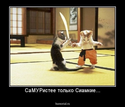 СаМУРистее только Сиамкие...