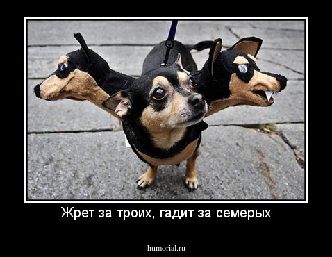 Жрет за троих, гадит за семерых