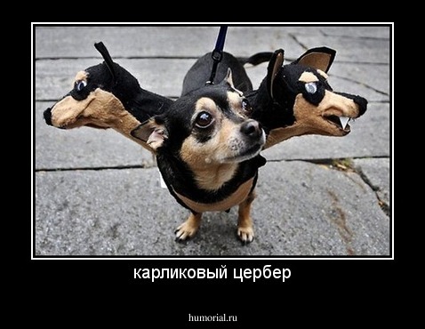 карликовый цербер