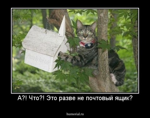 А?! Что?! Это разве не почтовый ящик?