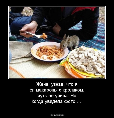 Жена, узнав, что я ел макароны с кроликом, чуть не убила. Но когда увидела фото....