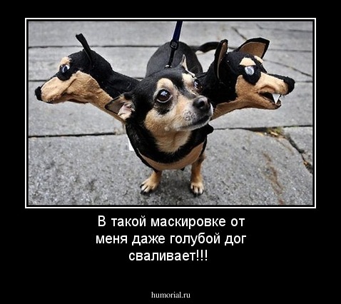 В такой маскировке от меня даже голубой дог сваливает!!!