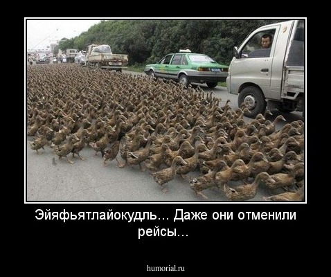  Эйяфьятлайокудль... Даже они отменили рейсы... 