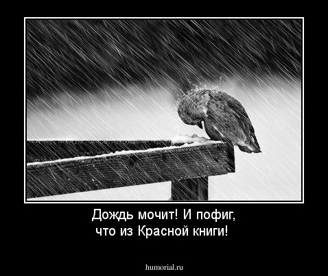 Дождь мочит! И пофиг, что из Красной книги!