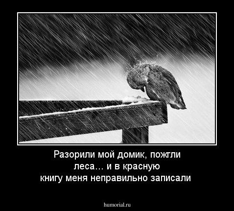 Разорили мой домик, пожгли леса... и в красную книгу меня неправильно записали