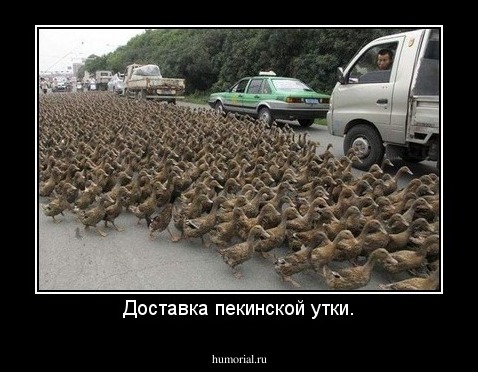Доставка пекинской утки.