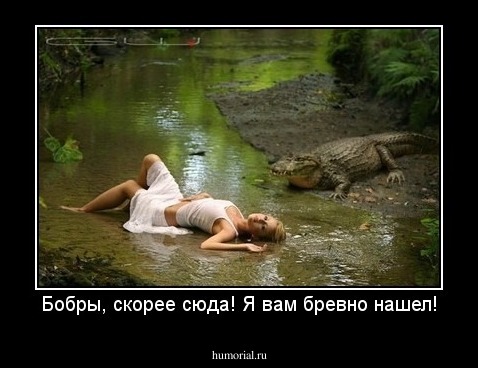 Бобры, скорее сюда! Я вам бревно нашел!