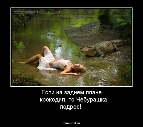 Если на заднем плане - крокодил,
 то Чебурашка подрос!