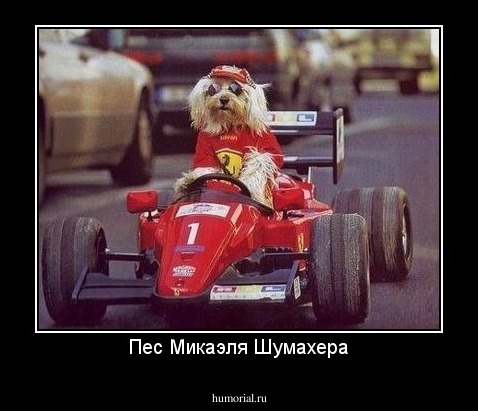 Пес Микаэля Шумахера