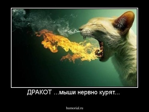           ДРАКОТ 
...мыши нервно курят...

