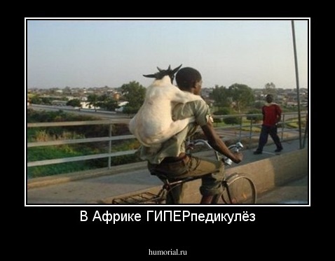 В Африке ГИПЕРпедикулёз