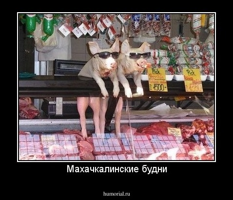 Махачкалинские будни