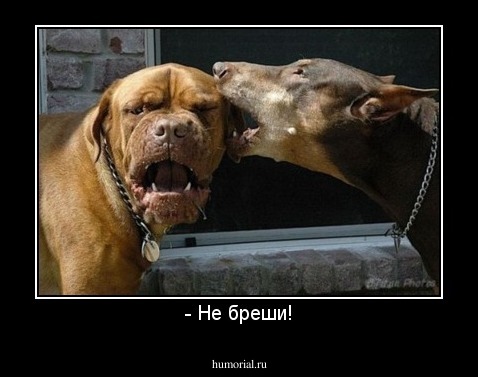 - Не бреши!