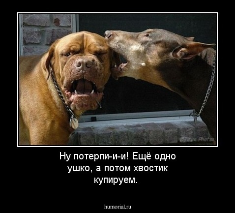 Ну потерпи-и-и! Ещё одно ушко, а потом хвостик купируем.