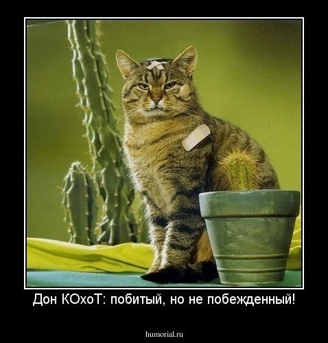 Дон КОхоТ: побитый, но не побежденный!