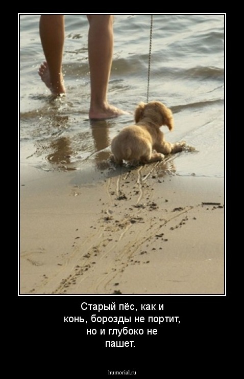 Старый пёс, как и конь, борозды не портит, но и глубоко не пашет.
