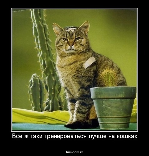 Все ж таки тренироваться лучше на кошках
