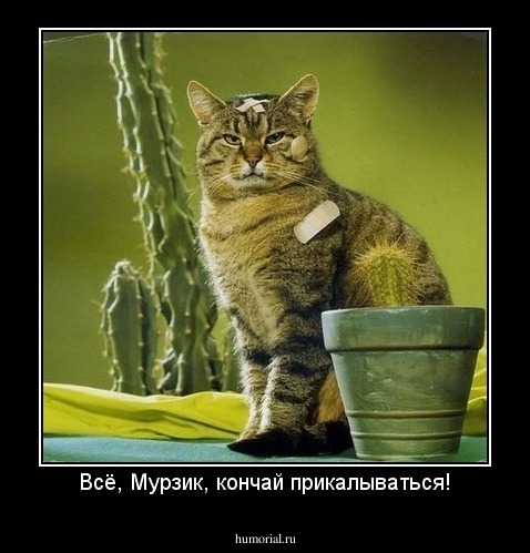 Всё, Мурзик, кончай прикалываться!