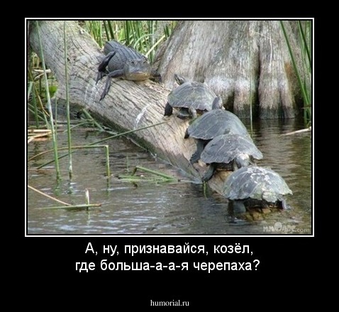 А, ну, признавайся, козёл, где больша-а-а-я черепаха?