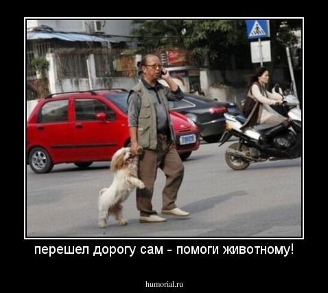 перешел дорогу сам - помоги животному!