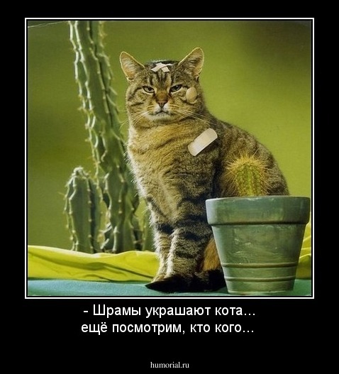  - Шрамы украшают кота... ещё посмотрим, кто кого...