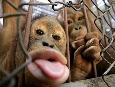  : "Могу спеть  как Люба. А я сяду в кабиол-э-э-э-т..."