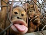  : "Могу спеть  как Люба. А я сяду в кабиол-э-э-э-т..."