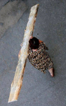 M10388_preview