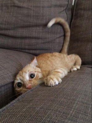 -Хозяин! Ну ты смотри, куда садишься!