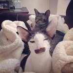 -Дорогая, ты уверена, что так я выгляжу более мужественно?