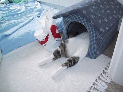кот чистоплотен, но  ноги вытирать не любит