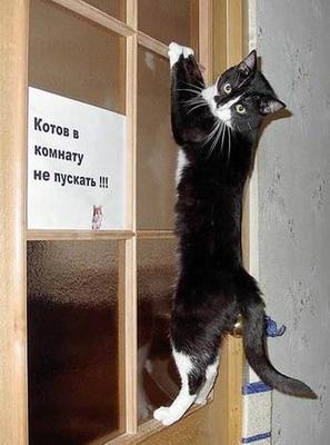 Кот Гиркина