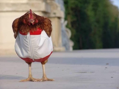 Зато яйца не потеряю