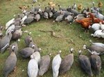 -Собрание акционеров.