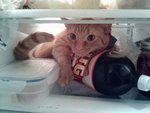 В холодильнике владельца чабуречной 