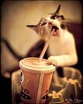 КОТА-КОЛА 