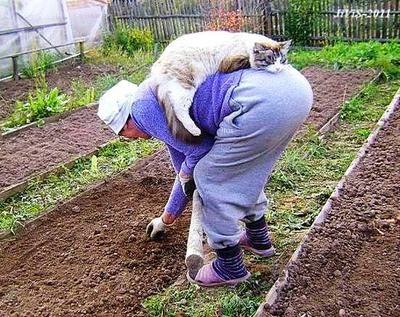 -Кот в помощь