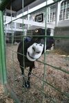 : " Козлы! Я требую адвоката!"