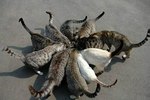 Цветок валерианки.